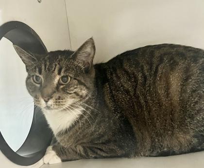 Enlarge Flippin Nora (FIV+)(Pounce Cat Cafe), a Adoptable mixed breed in Savannah, GA image 2/2