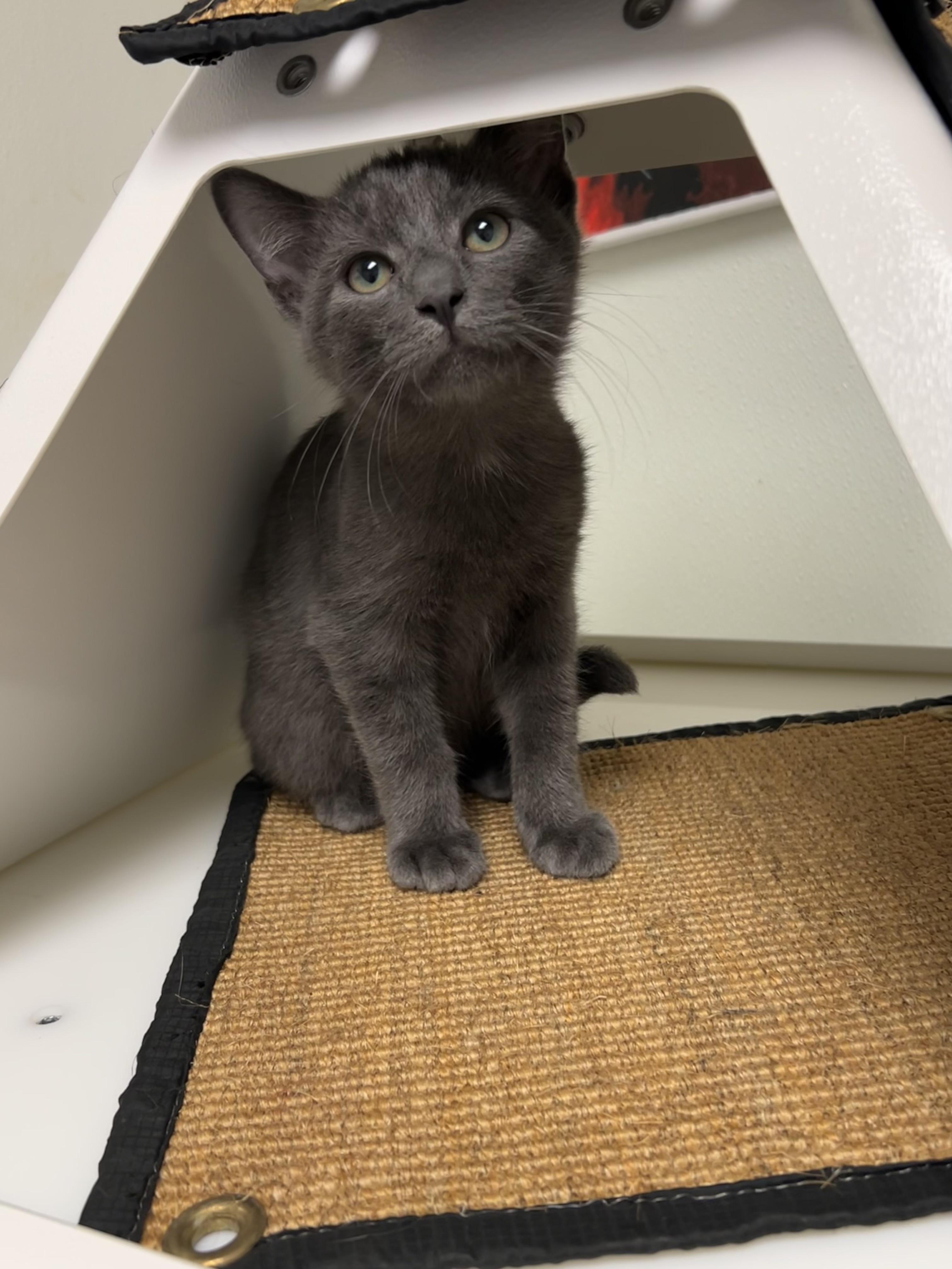 Grady A212673