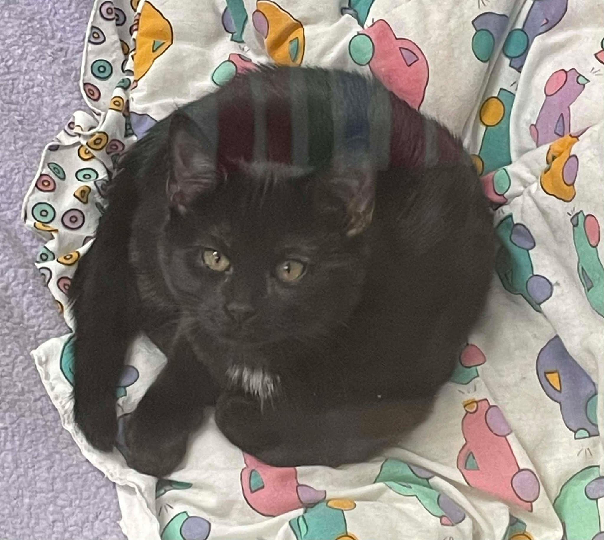 Friday, ADOPTABLE, Young Female Domestic Short Hair.