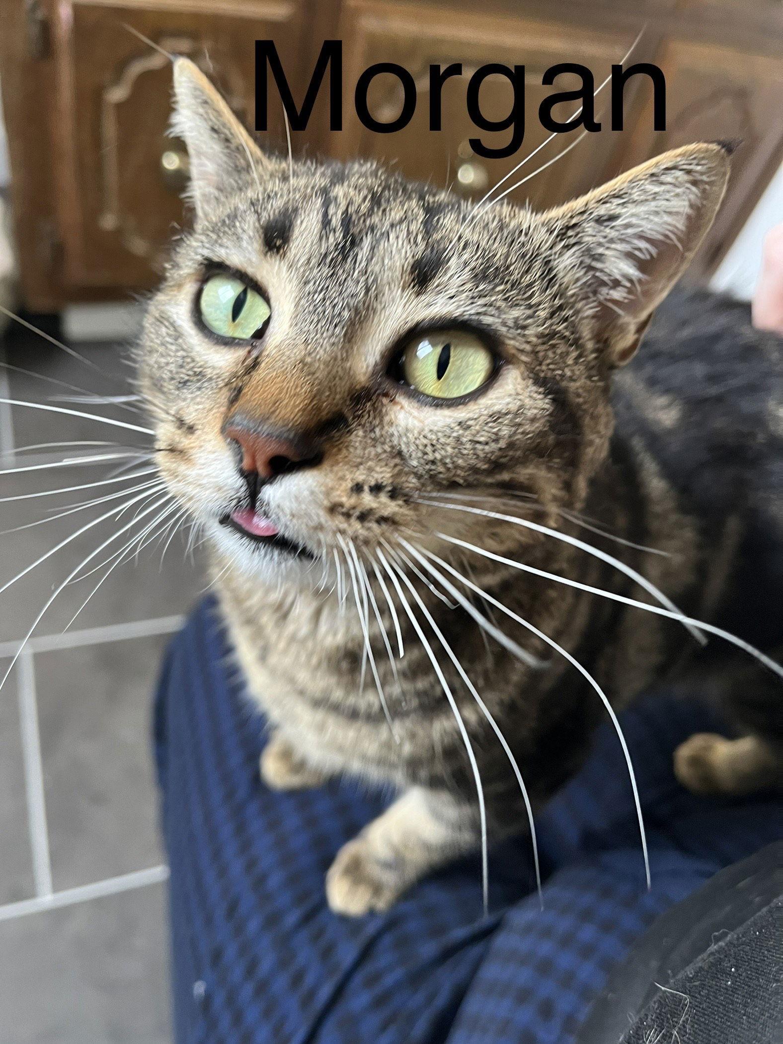 Morgan, Adoptable, Young Female Domestic Short Hair & Tabby.