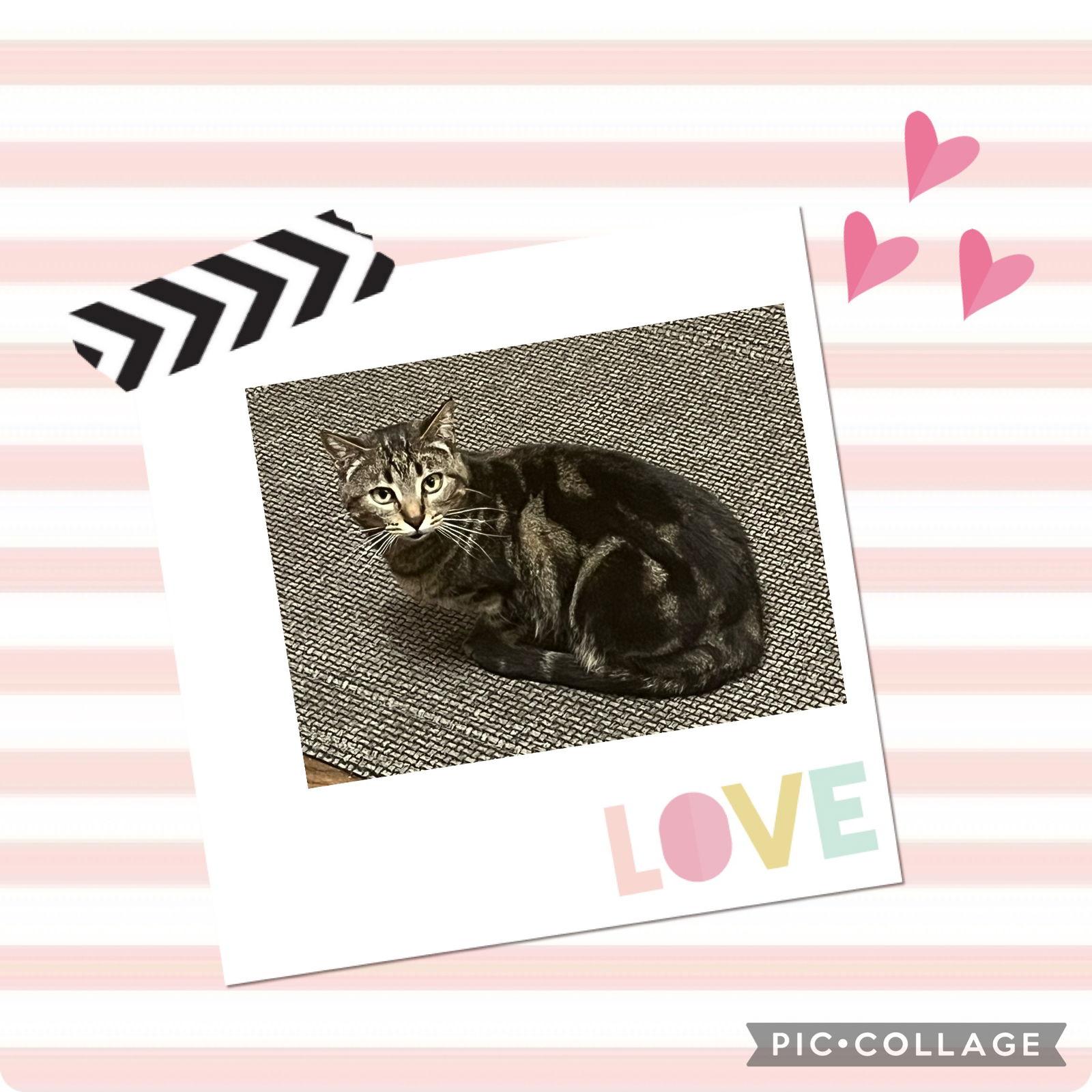 Enlarge Morgan, a Adoptable mixed breed in Walnut Creek, CA image 2/3