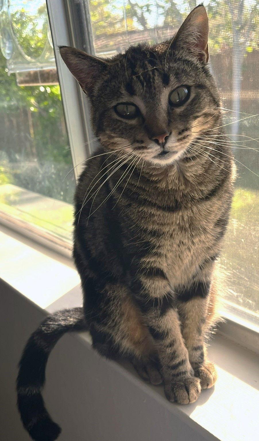 Enlarge Morgan, a Adoptable mixed breed in Walnut Creek, CA image 3/3