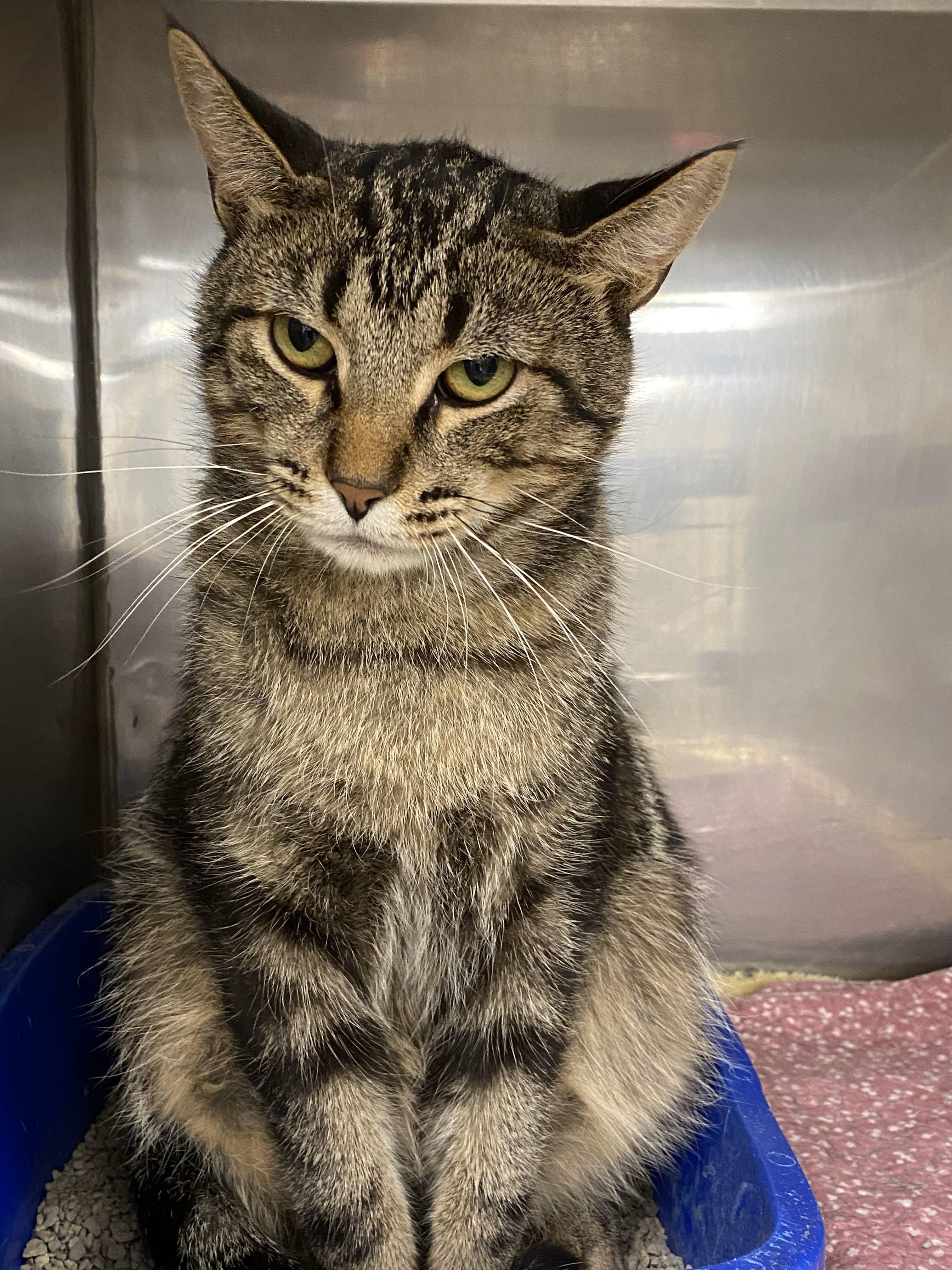 Dexter, an adoptable Domestic Short Hair in Normal, IL_image-1