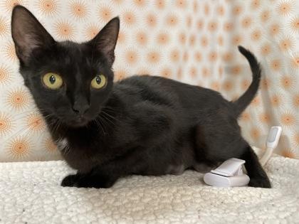 Abby, a Adoptable Domestic Short Hair in Bloomsburg, PA image 2/2