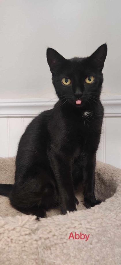 Abby, a Adoptable Domestic Short Hair in Bloomsburg, PA image 2/2
