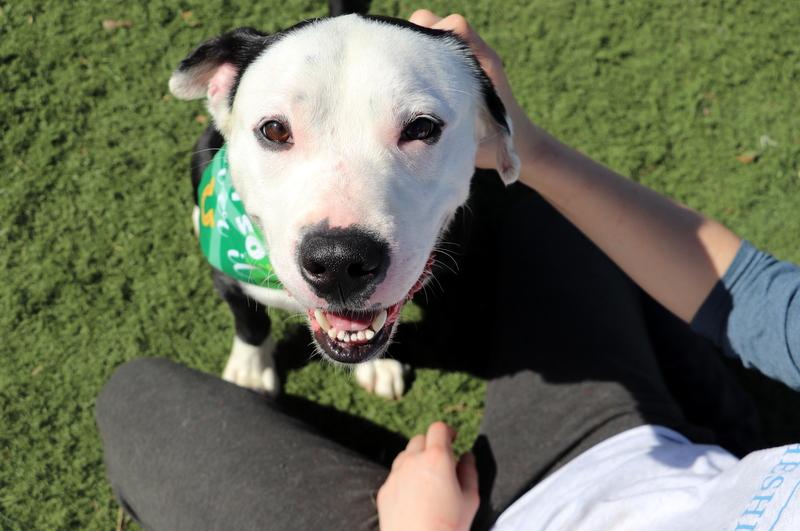 Enlarge Olaf, a ADOPTABLE mixed breed in Jackson, MS image 4/4