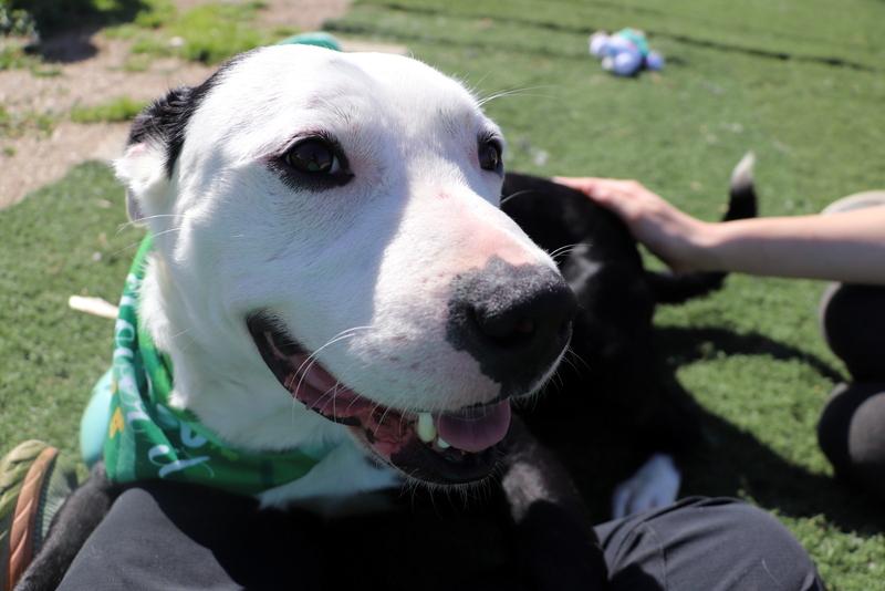 Enlarge Olaf, a ADOPTABLE mixed breed in Jackson, MS image 3/4