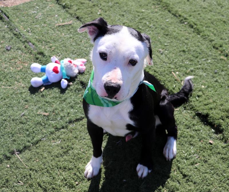 Enlarge Olaf, a ADOPTABLE mixed breed in Jackson, MS image 1/4