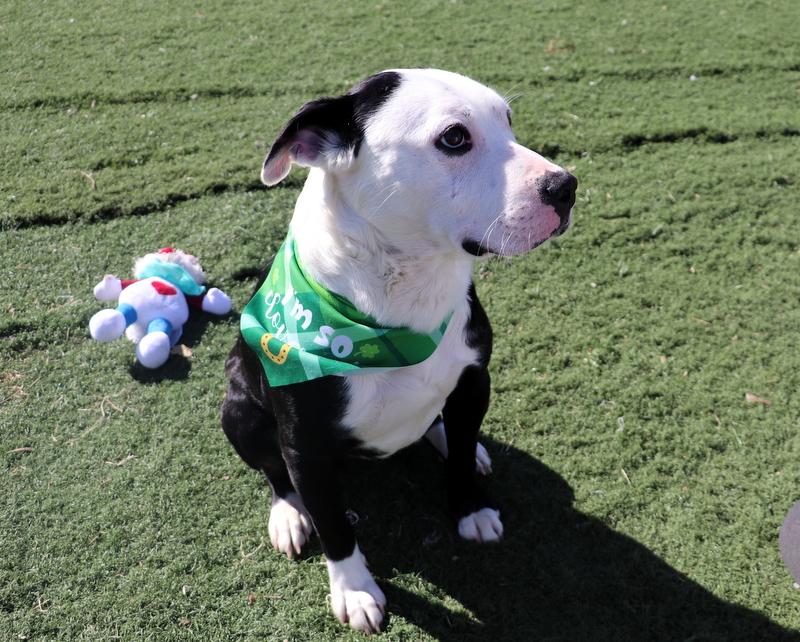 Enlarge Olaf, a ADOPTABLE mixed breed in Jackson, MS image 2/4