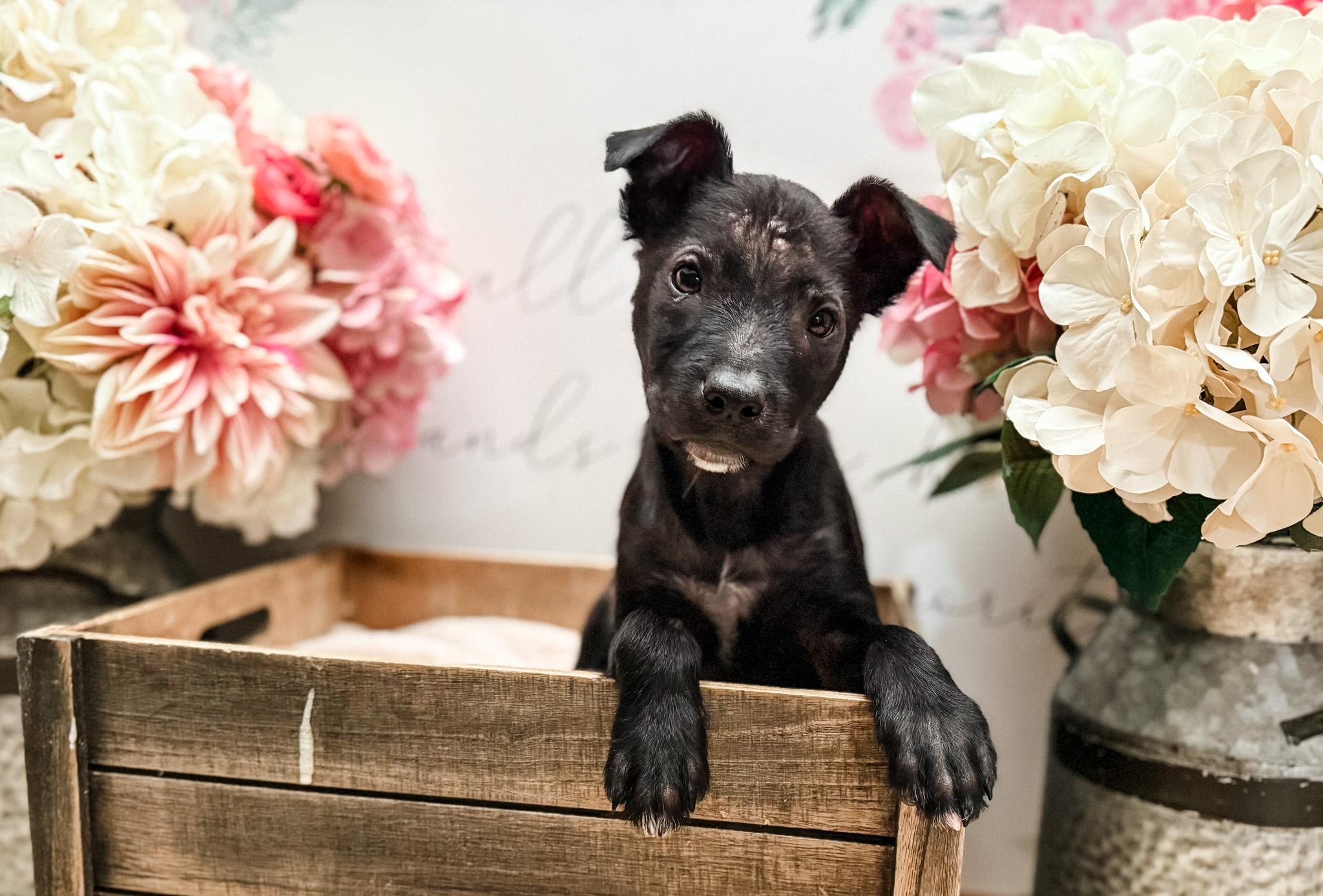 Enlarge Sage , a Adoptable mixed breed in Newberg, OR image 4/5