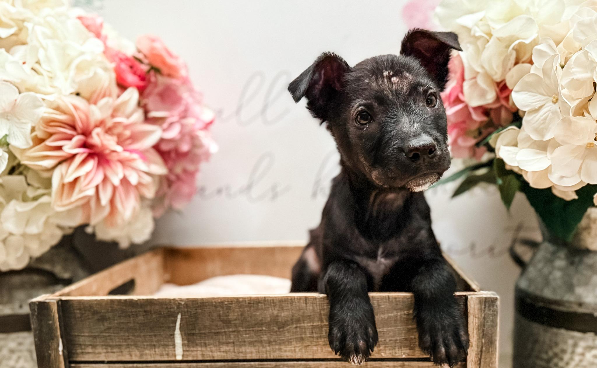 Sage , Adoptable, Puppy Female Boxer & Spitz.