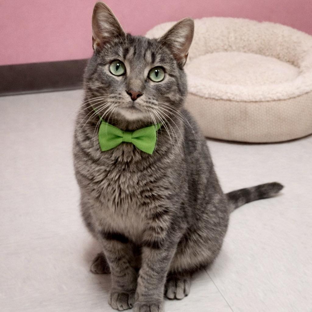 Shiver, Adoptable, Adult Male Domestic Short Hair & Domestic Short Hair.