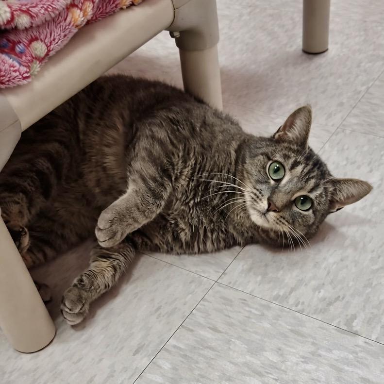 Enlarge Shiver, a Adoptable mixed breed in Binghamton, NY image 2/2