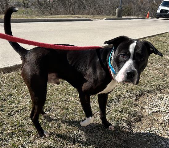 Enlarge MR.PEANUT, a Adoptable Pit Bull Terrier in Dayton, OH image 1/1
