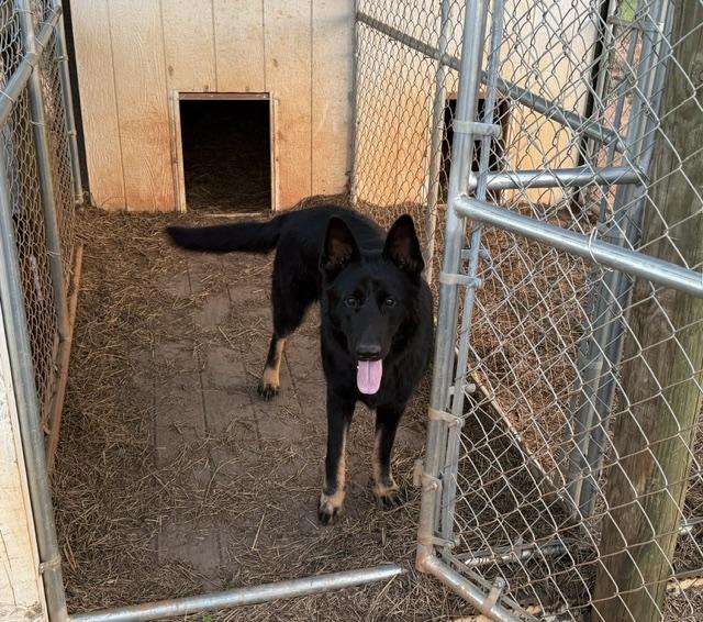 Bella, adopted, Young Female German Shepherd Dog.
