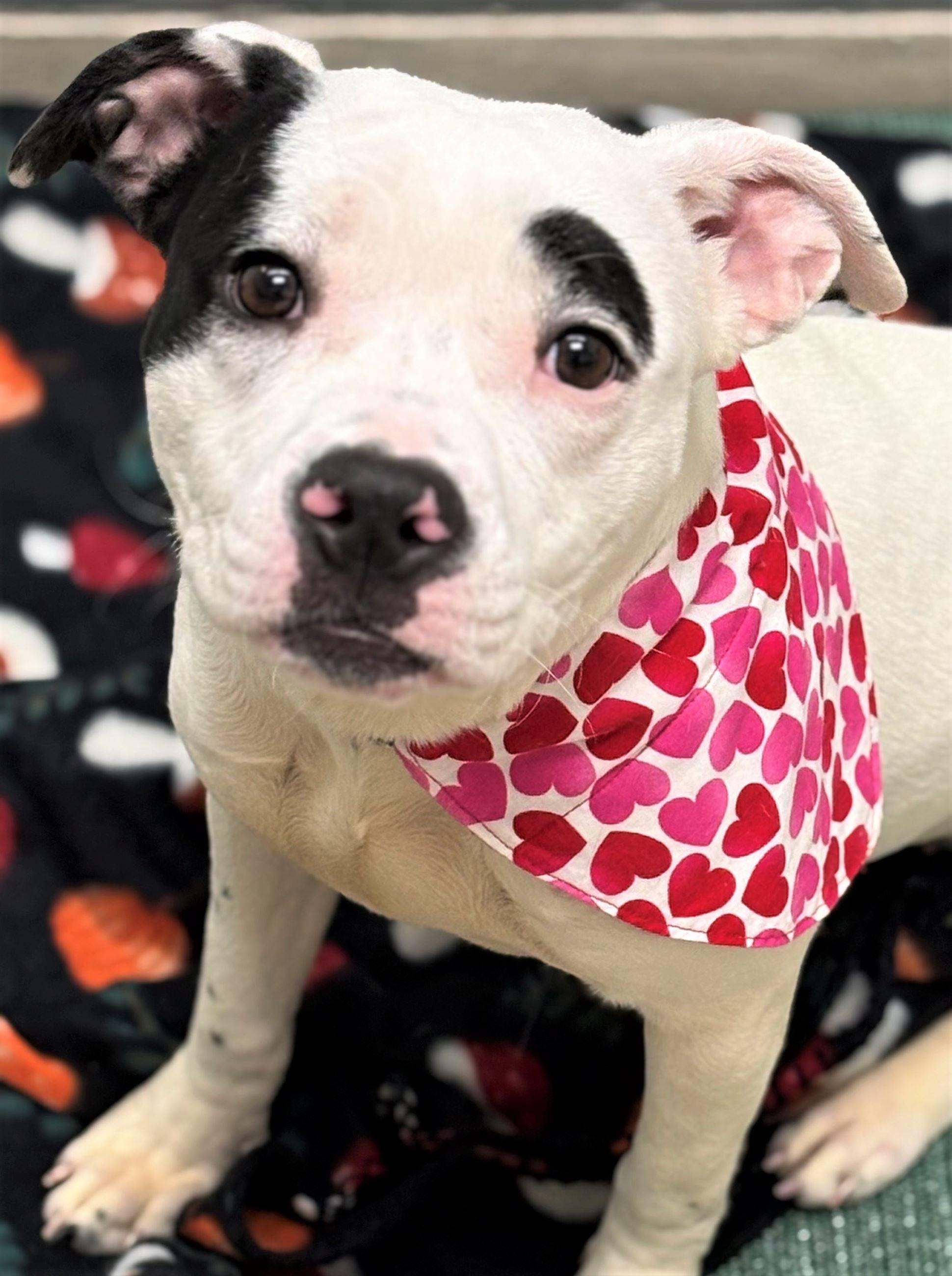 Ebbie, ADOPTABLE, Young Female Pit Bull Terrier.