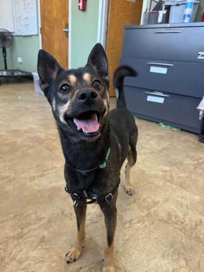 Puck, Adoptable, Young Male Mixed Breed & Mixed Breed.