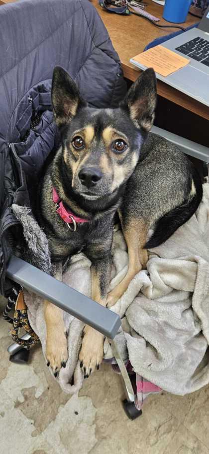 Enlarge Puck, a Adoptable mixed breed in Chicago, IL image 2/3