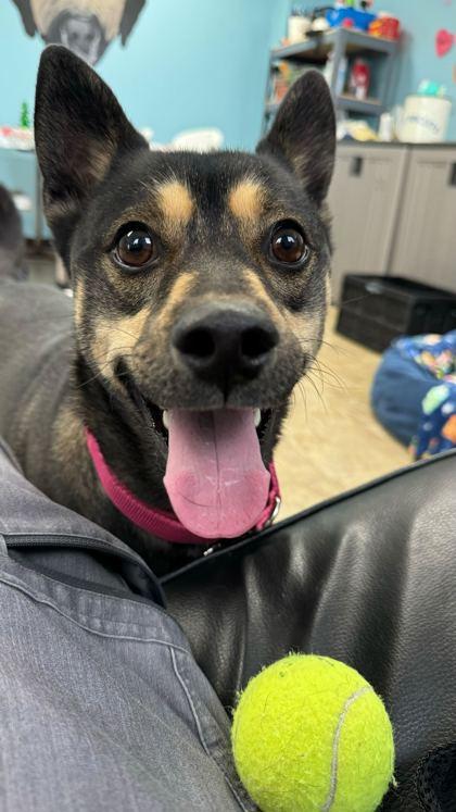 Enlarge Puck, a Adoptable mixed breed in Chicago, IL image 3/3