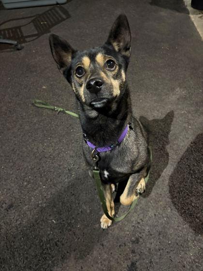 Enlarge Puck, a Adoptable mixed breed in Chicago, IL image 3/3