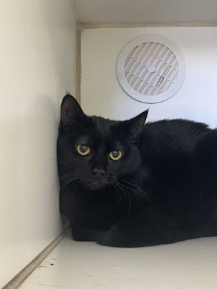 Lenz, an adopted Domestic Short Hair Mix in Williamsport, PA_image-1