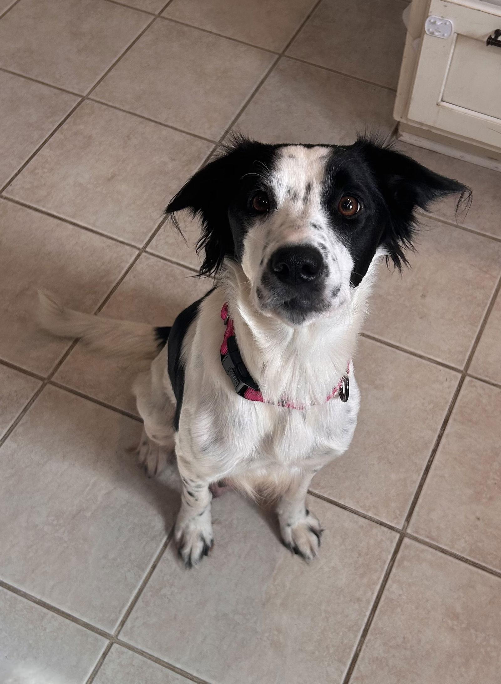 Mama Mila 0563, Adopted, Young Female Retriever.