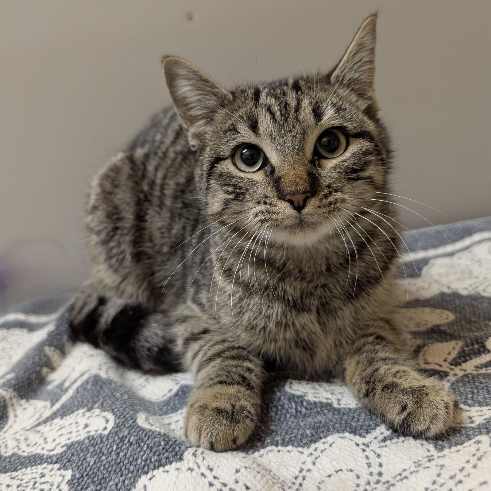 Lynx, Adoptable, Young Female Domestic Short Hair.