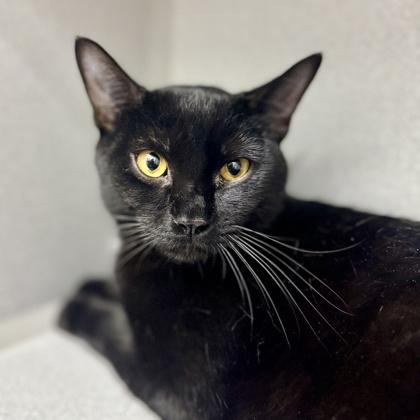 Pip, Adoptable, Young Male Domestic Short Hair.