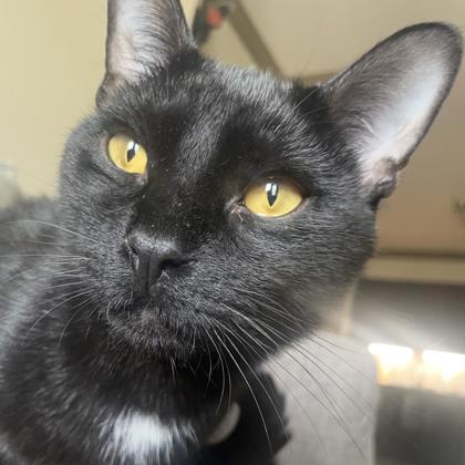 Enlarge Pip, a Adoptable mixed breed in Atlanta, GA image 2/2