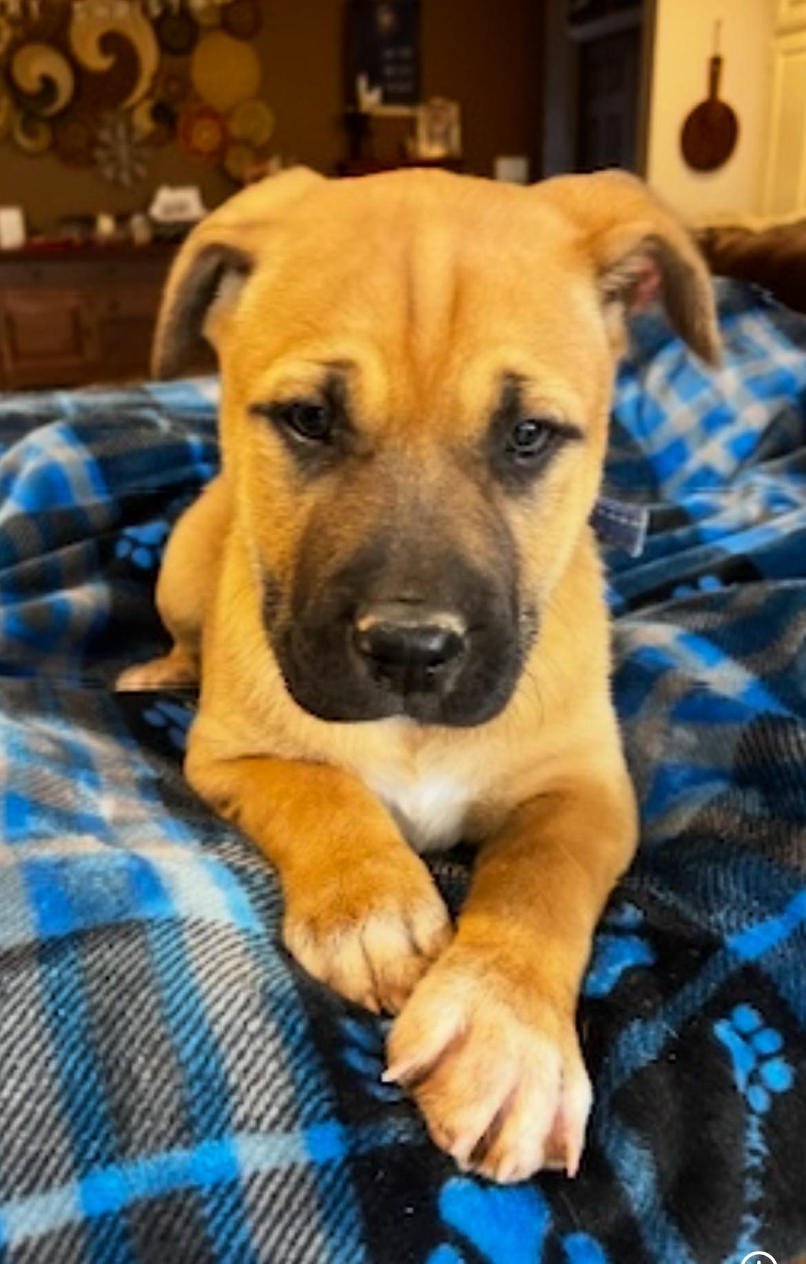Hadley, ADOPTABLE, Puppy Female Boxer & Black Mouth Cur.