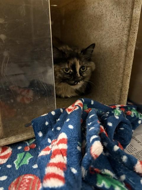 Enlarge LILY, a Adoptable mixed breed in Anchorage, AK image 1/1