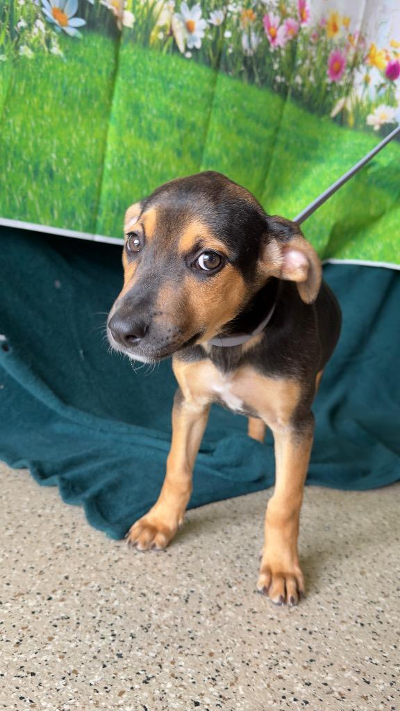 Raspberry - Sponsored by Lee Miller & Kathy Koball Miller, Adoptable, Puppy Female Beagle & Hound.