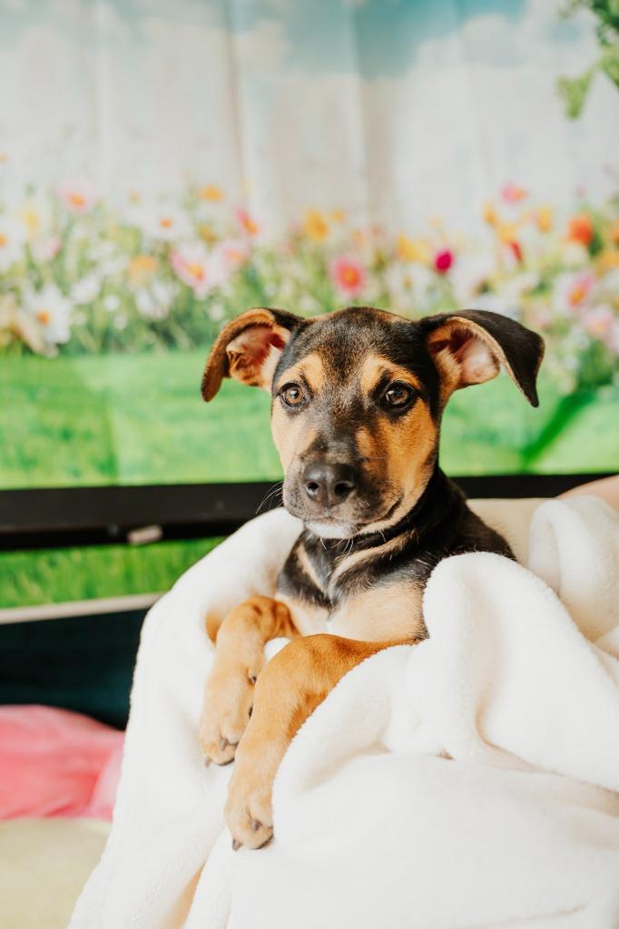 Enlarge Raspberry - Sponsored by Lee Miller & Kathy Koball Miller, a Adoptable mixed breed in Newberg, OR image 2/5