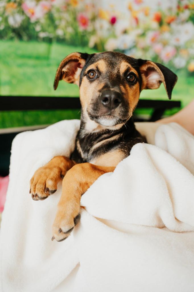 Enlarge Raspberry - Sponsored by Lee Miller & Kathy Koball Miller, a Adoptable mixed breed in Newberg, OR image 3/5