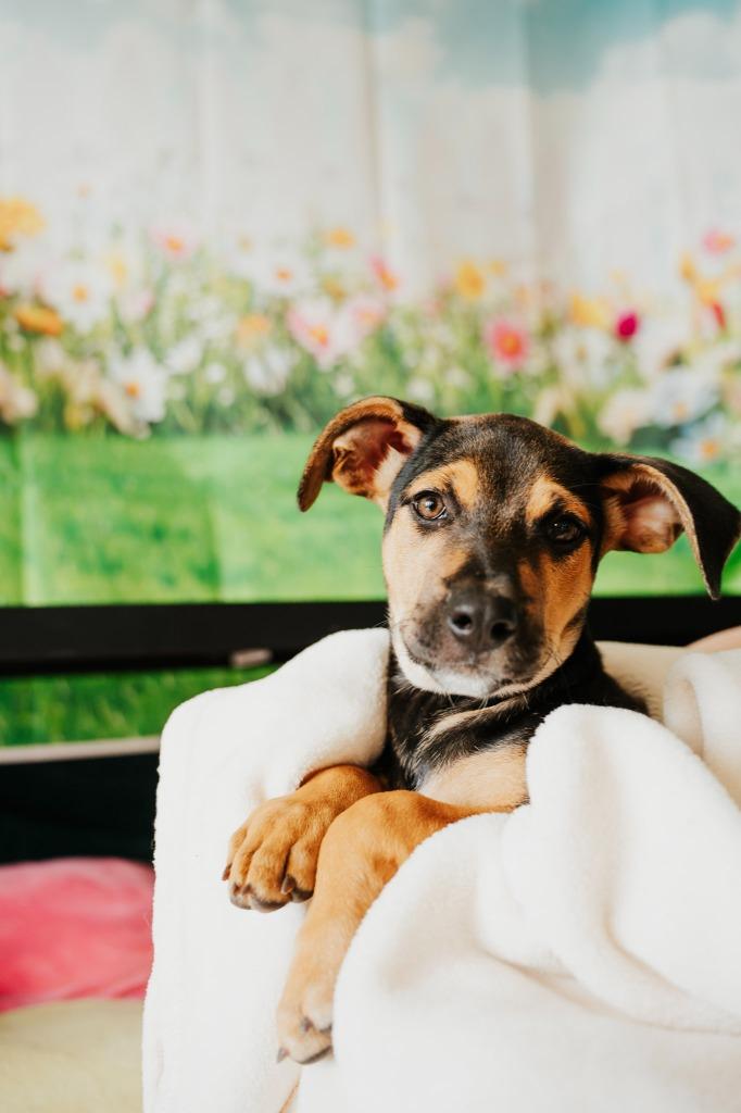 Enlarge Raspberry - Sponsored by Lee Miller & Kathy Koball Miller, a Adoptable mixed breed in Newberg, OR image 4/5