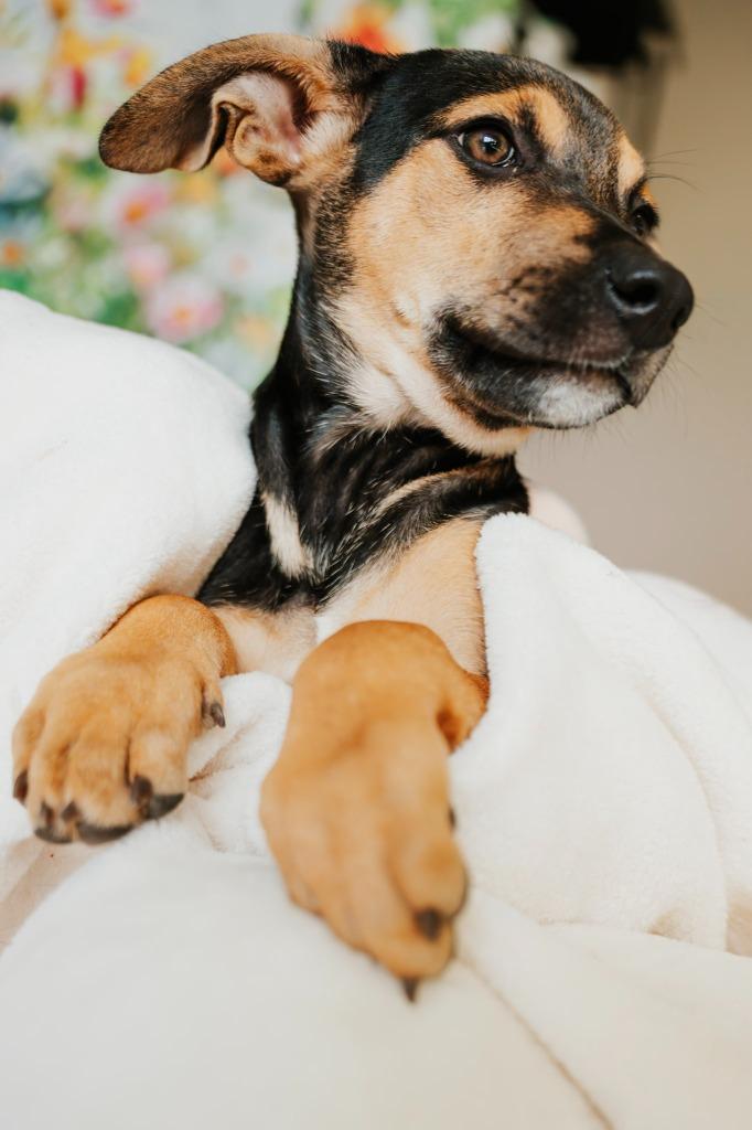 Enlarge Raspberry - Sponsored by Lee Miller & Kathy Koball Miller, a Adoptable mixed breed in Newberg, OR image 5/5