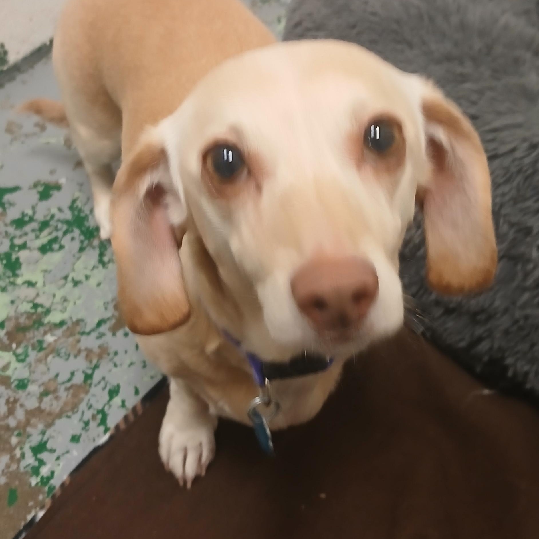 Ginger, ADOPTABLE, Adult Female Dachshund.