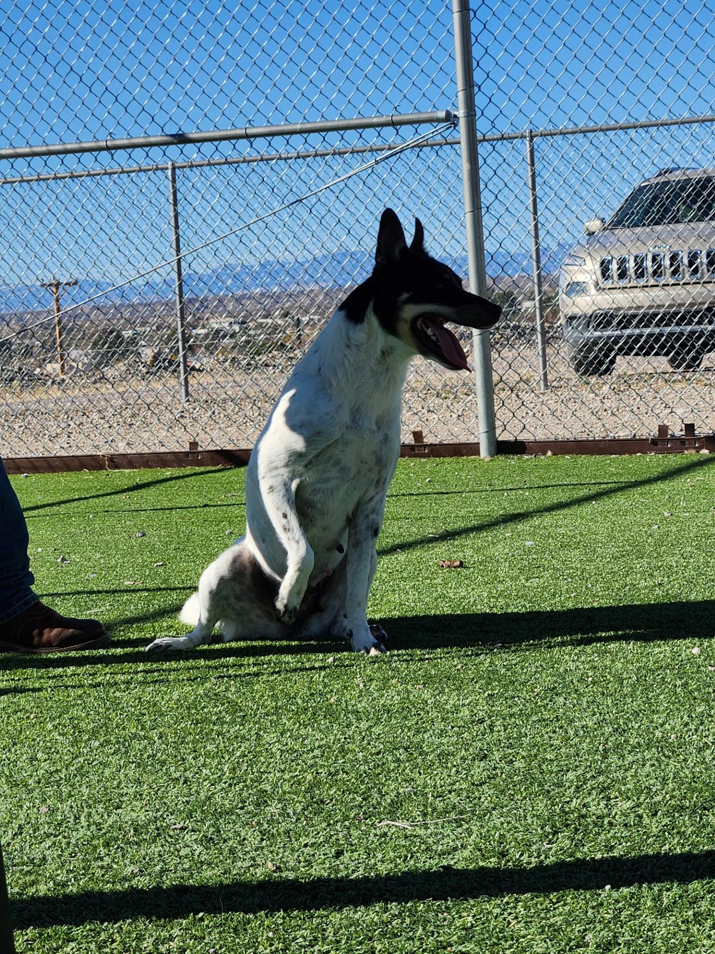 Mitzi, adopted, Adult Female Border Collie & Australian Cattle Dog / Blue Heeler.