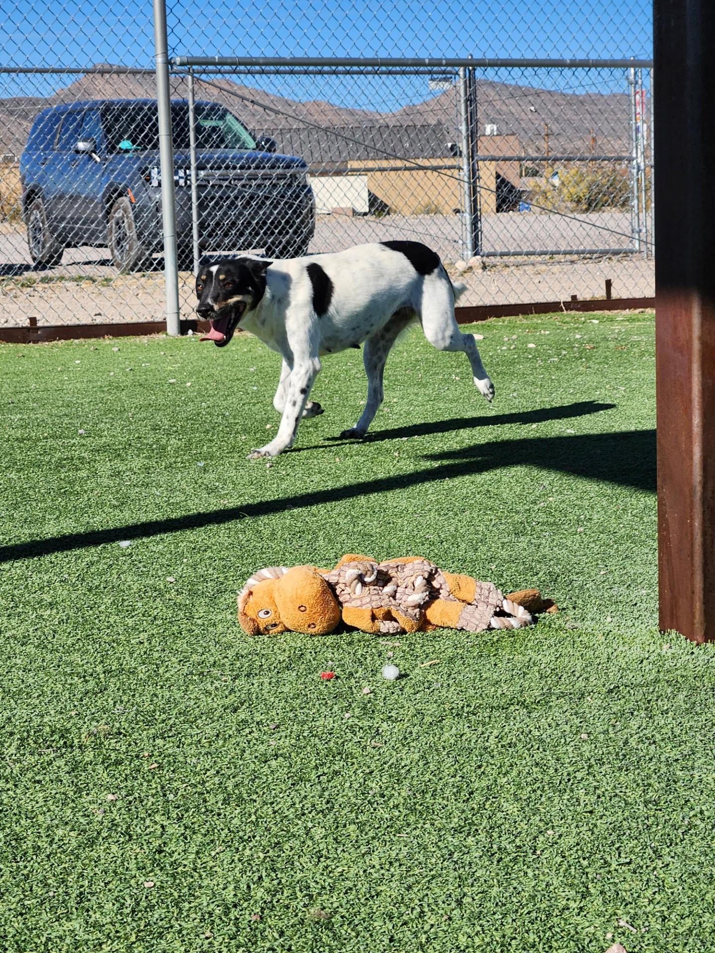 Enlarge Mitzi, a ADOPTABLE mixed breed in Truth or Consequences , NM image 2/6