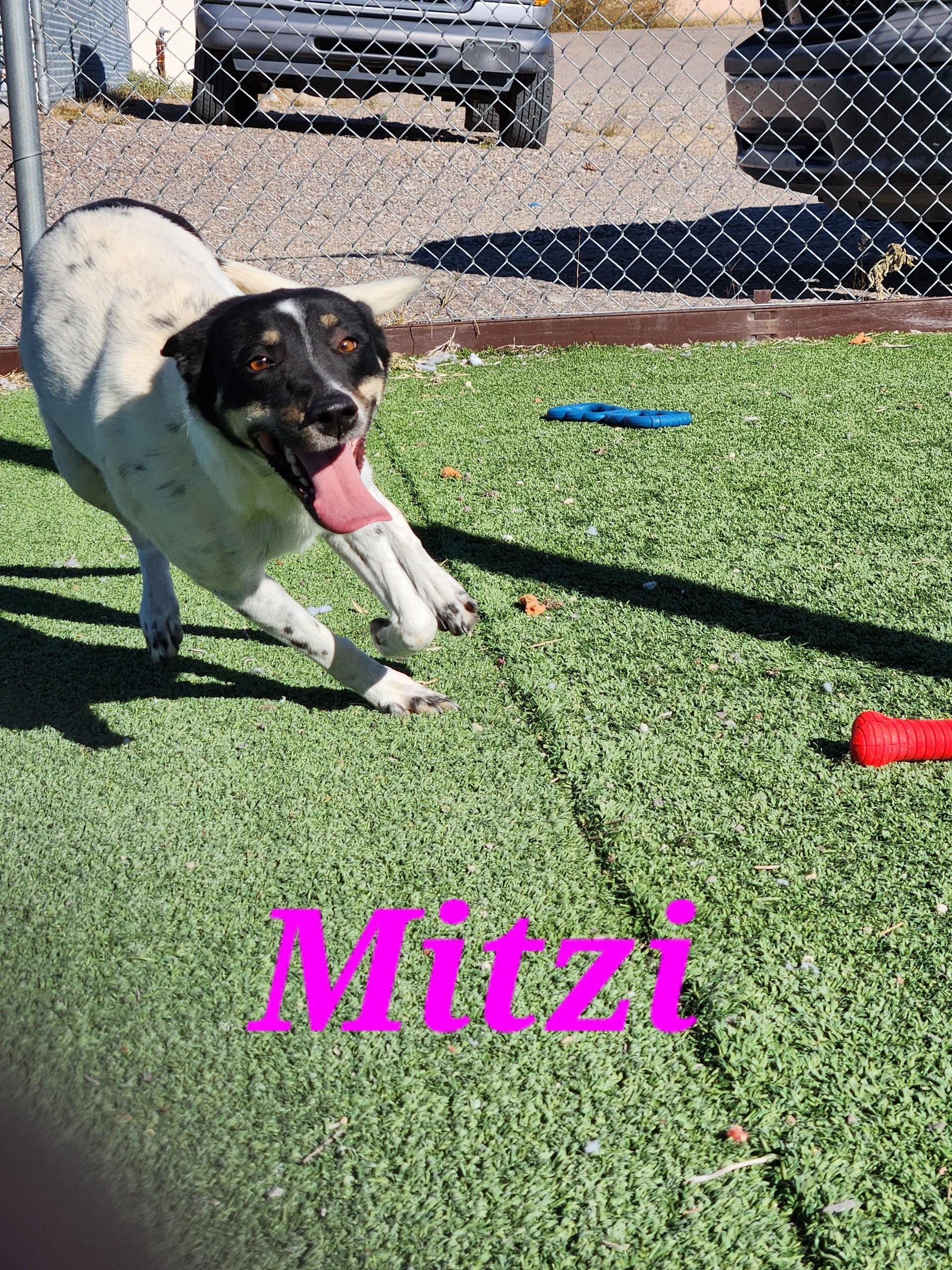 Enlarge Mitzi, a ADOPTABLE mixed breed in Truth or Consequences , NM image 3/6