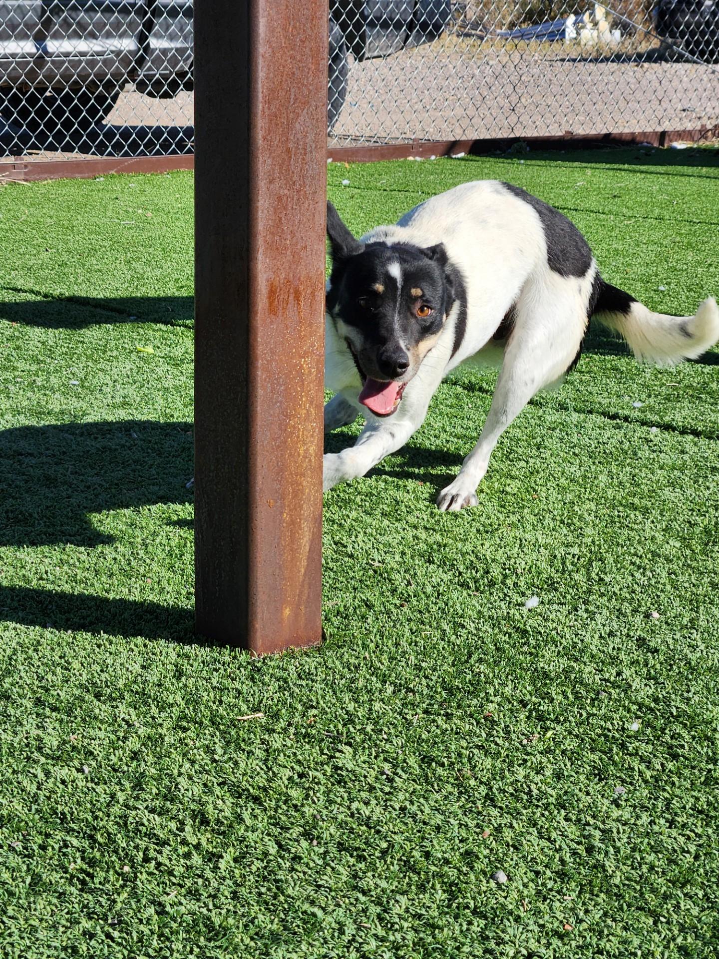 Enlarge Mitzi, a ADOPTABLE mixed breed in Truth or Consequences , NM image 5/6