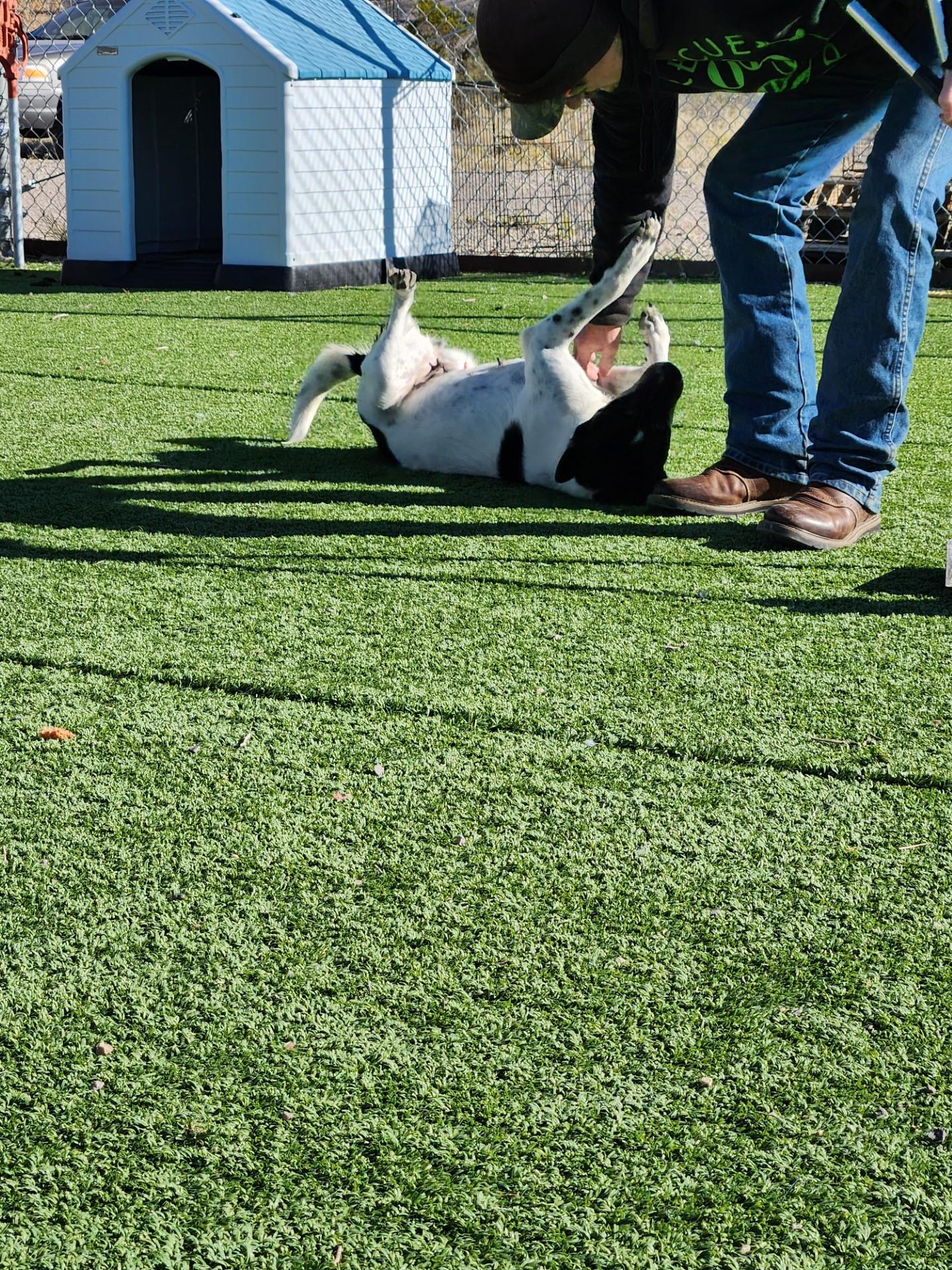 Enlarge Mitzi, a ADOPTABLE mixed breed in Truth or Consequences , NM image 6/6