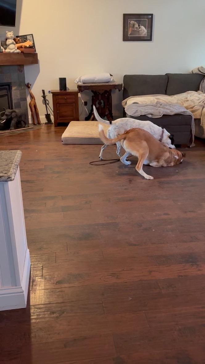 Simba, a Adoptable mixed breed in Bloomington, MN image 4/6