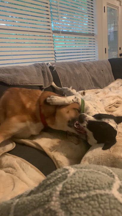 Enlarge Simba, a Adoptable mixed breed in Bloomington, MN video 6/6