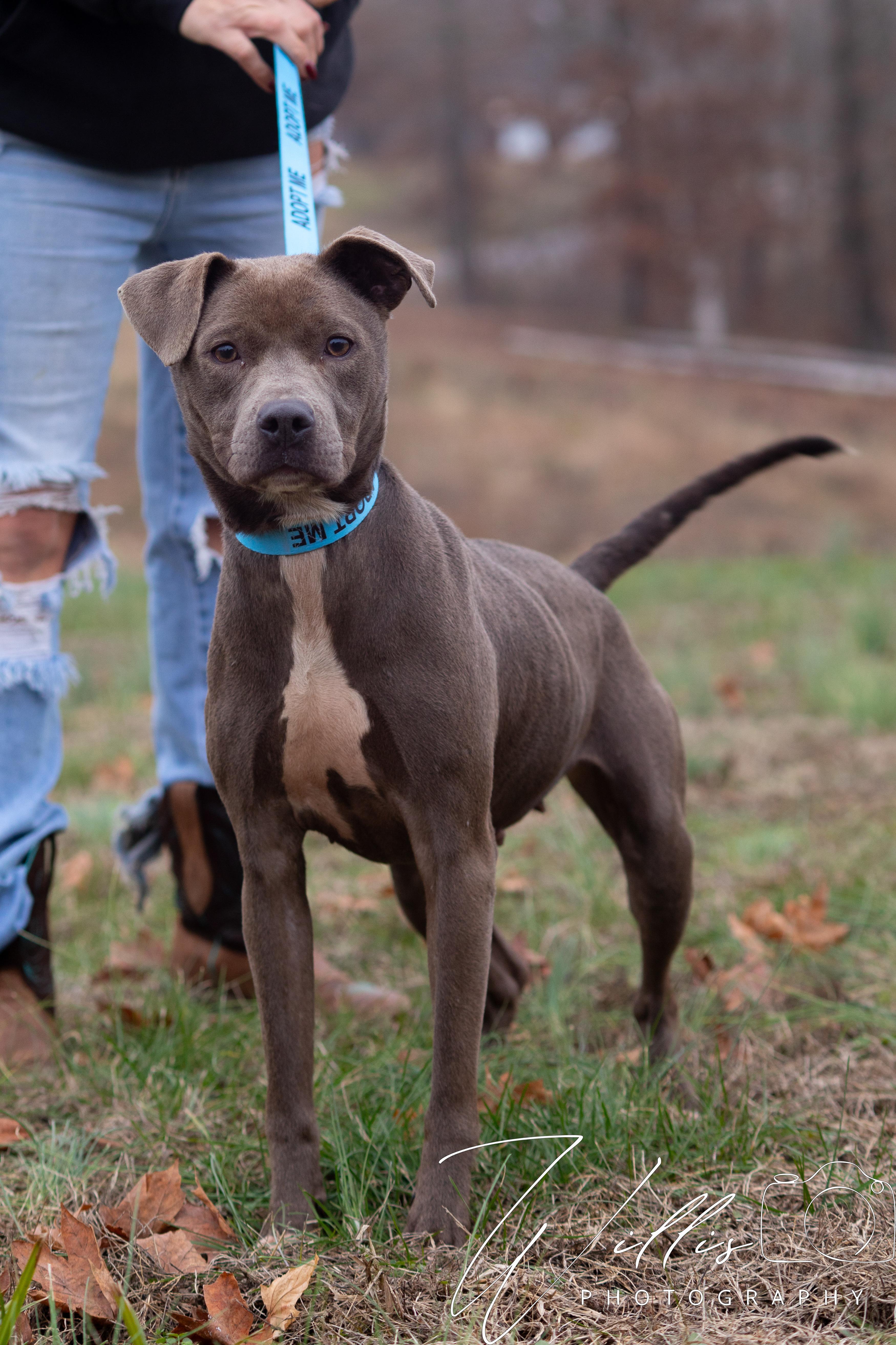 Lil Momma , ADOPTABLE, Young Female Pit Bull Terrier.