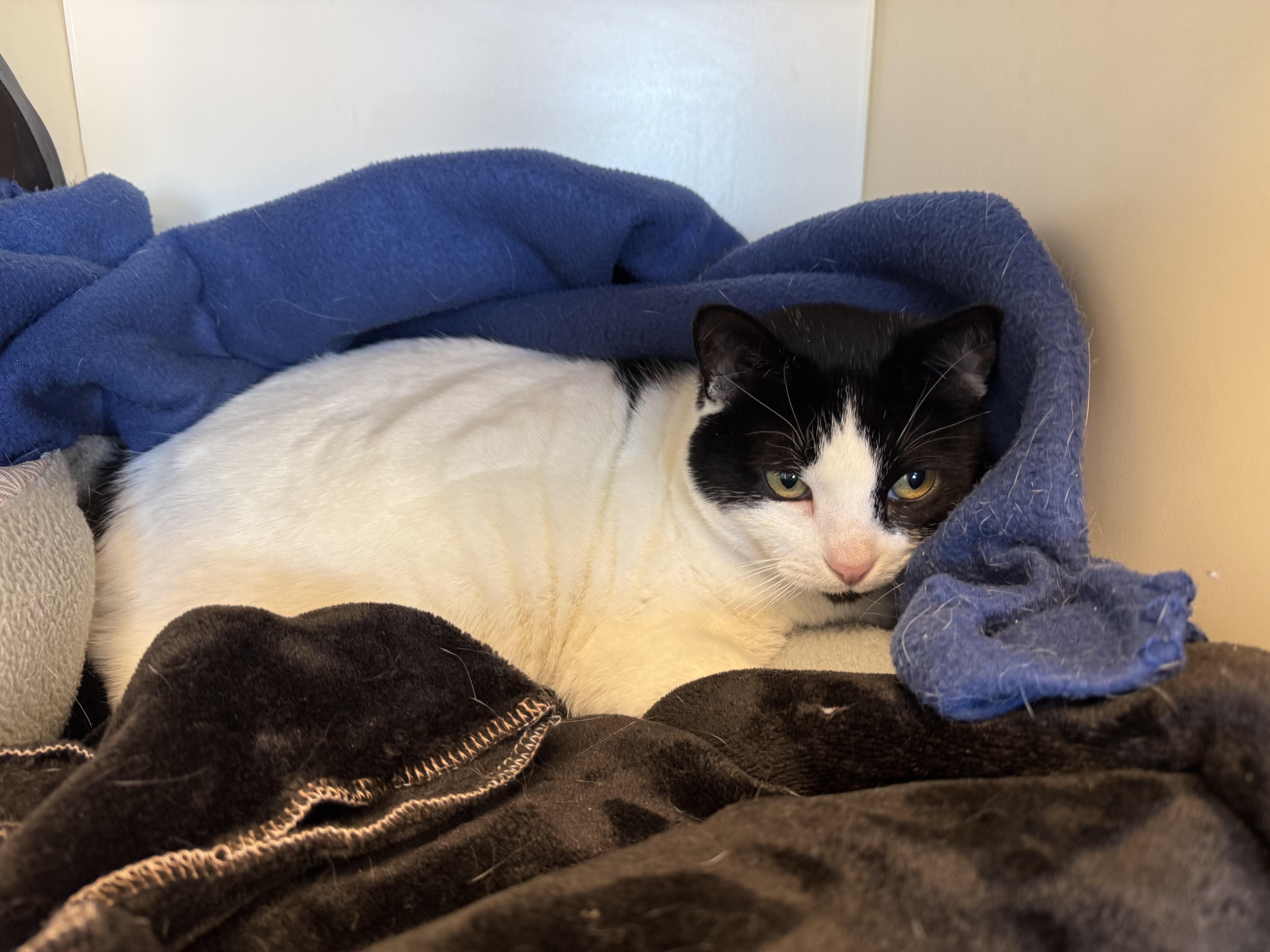 Enlarge Pippin, a ADOPTABLE Domestic Short Hair in Buena Vista, CO image 2/3