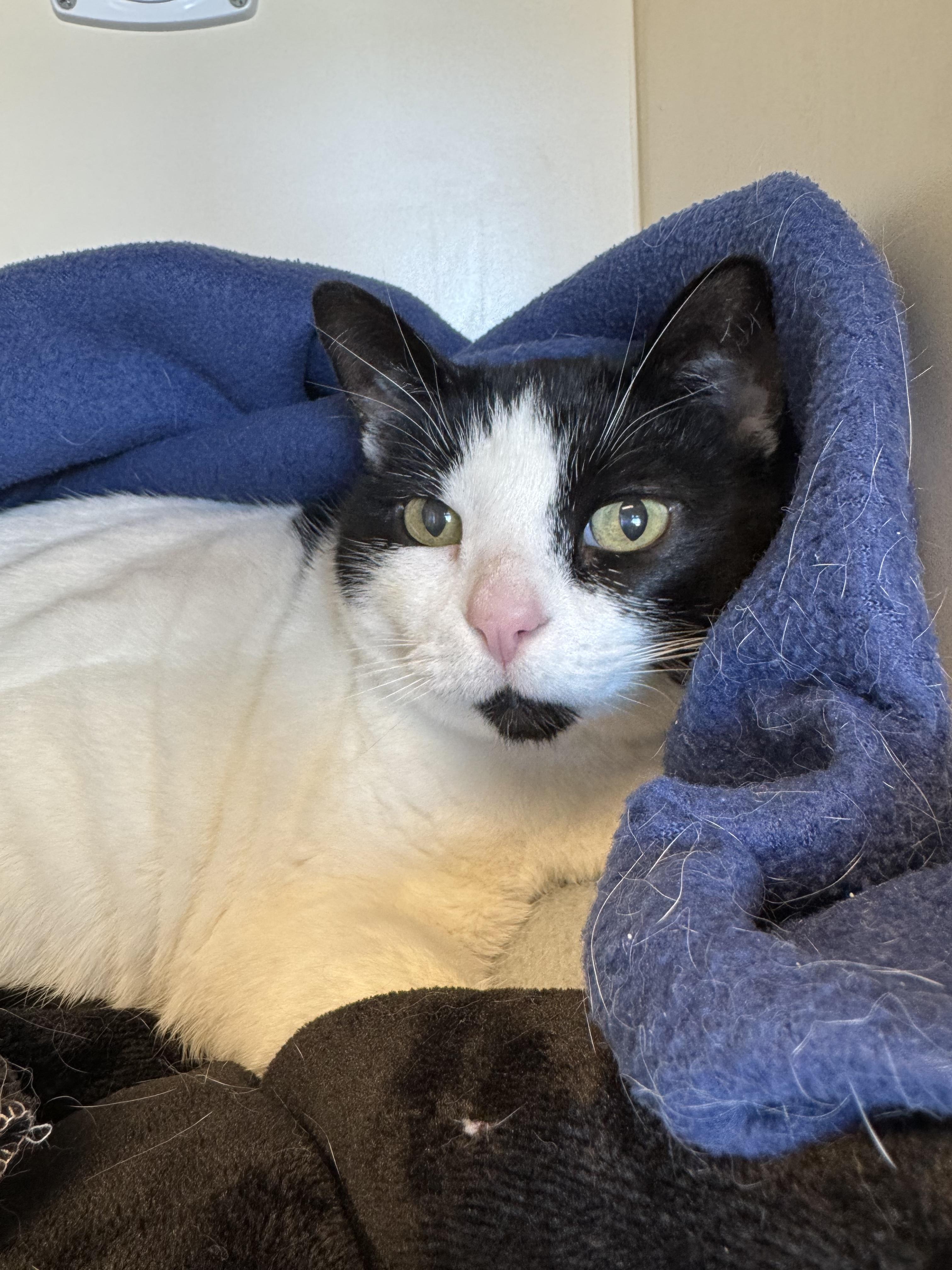 Enlarge Pippin, a ADOPTABLE Domestic Short Hair in Buena Vista, CO image 1/3
