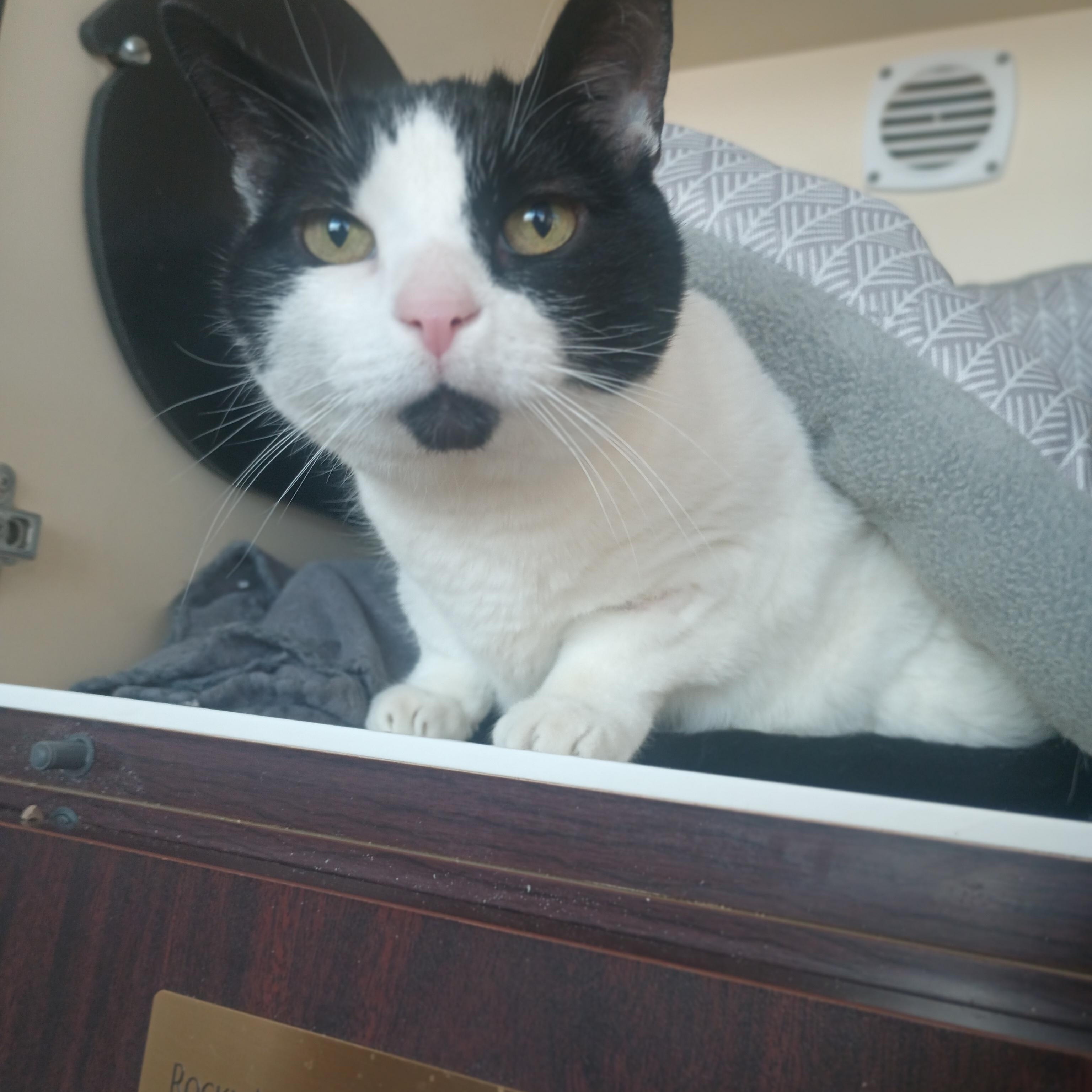 Pippin, ADOPTABLE, Senior Male Domestic Short Hair.