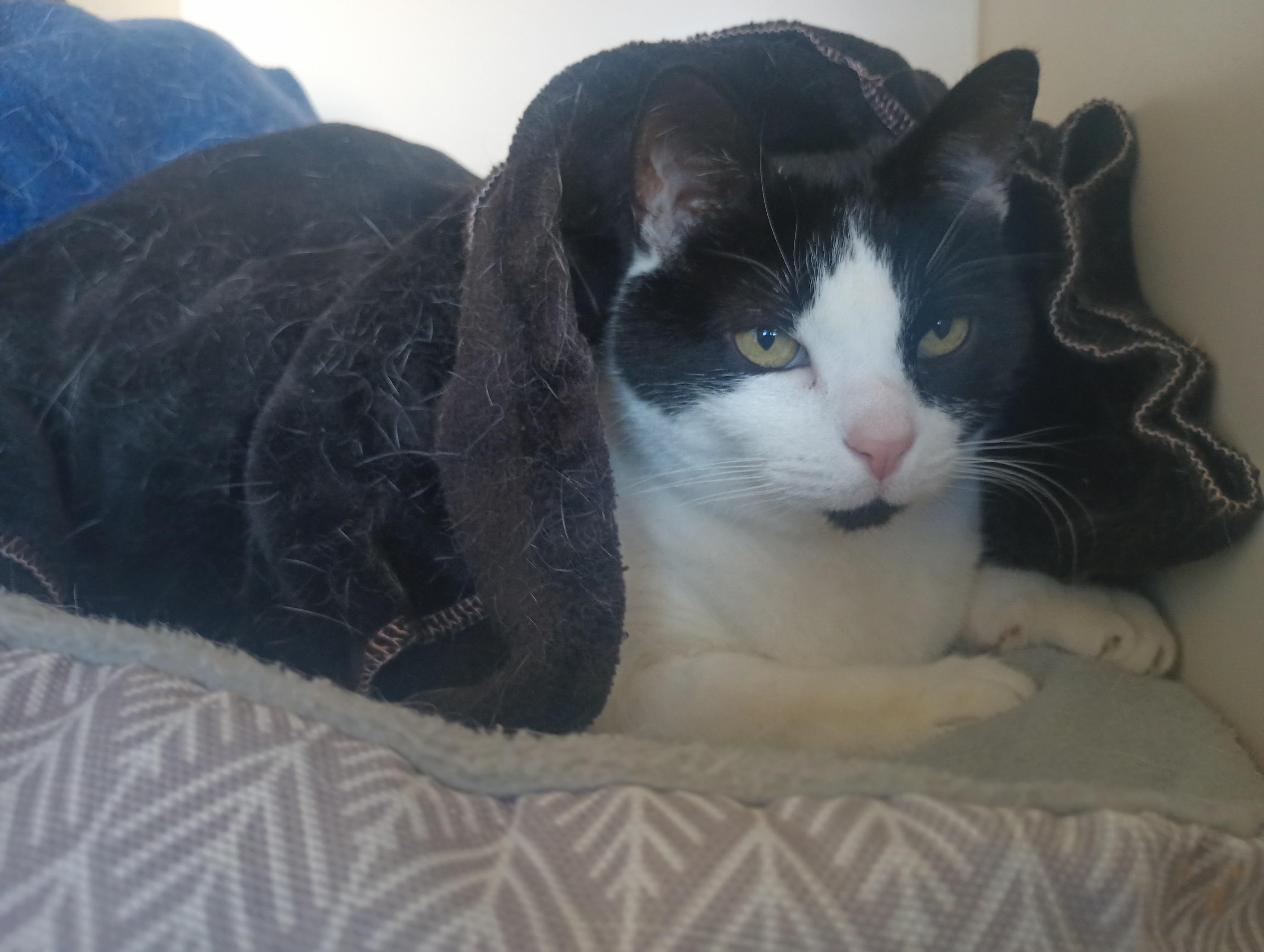 Pippin, ADOPTABLE, Senior Male Domestic Short Hair.