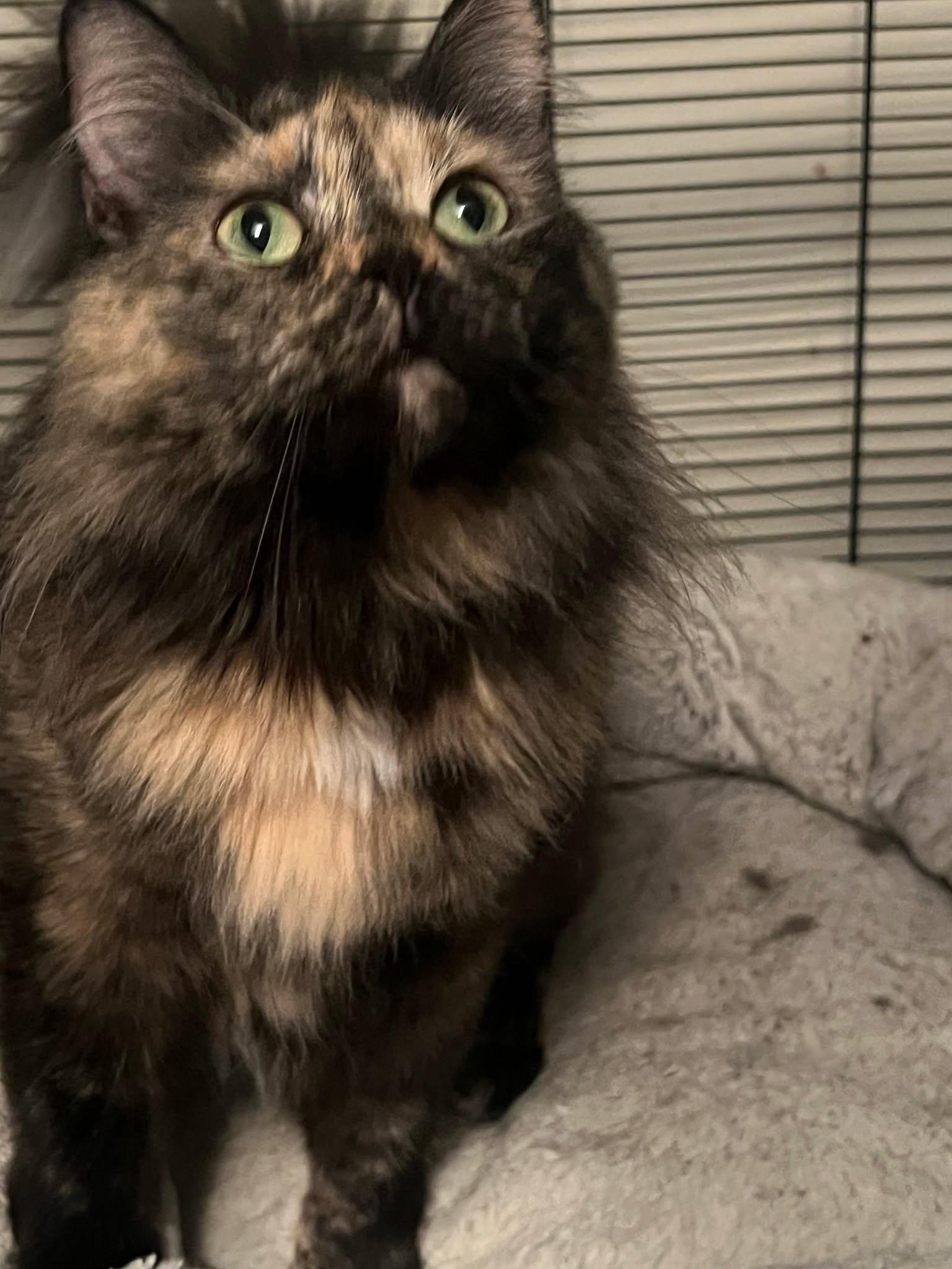 Enlarge Ivy, a ADOPTABLE Domestic Long Hair in Waterloo, IA image 1/2